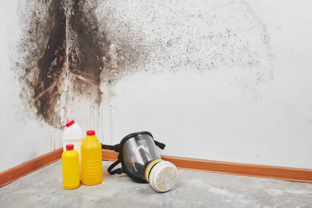 Best Black Mold Removal  in Horseshoe Bend, AR