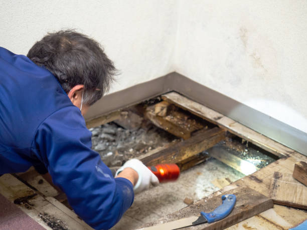 Trusted Horseshoe Bend, AR Mold Removal Experts