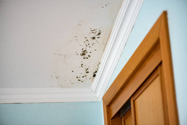Best Mold Removal Company Near Me  in Horseshoe Bend, AR