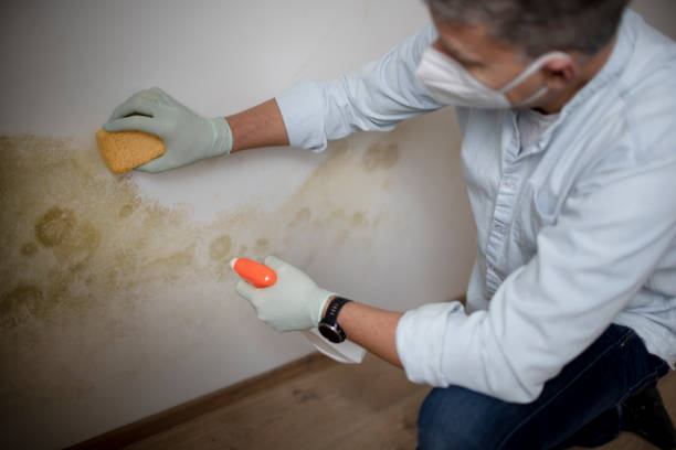 Best Local Mold Removal Service  in Horseshoe Bend, AR