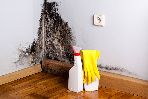 Mold Testing and Removal in Horseshoe Bend, AR