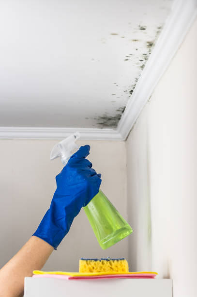 Best Residential Mold Removal  in Horseshoe Bend, AR